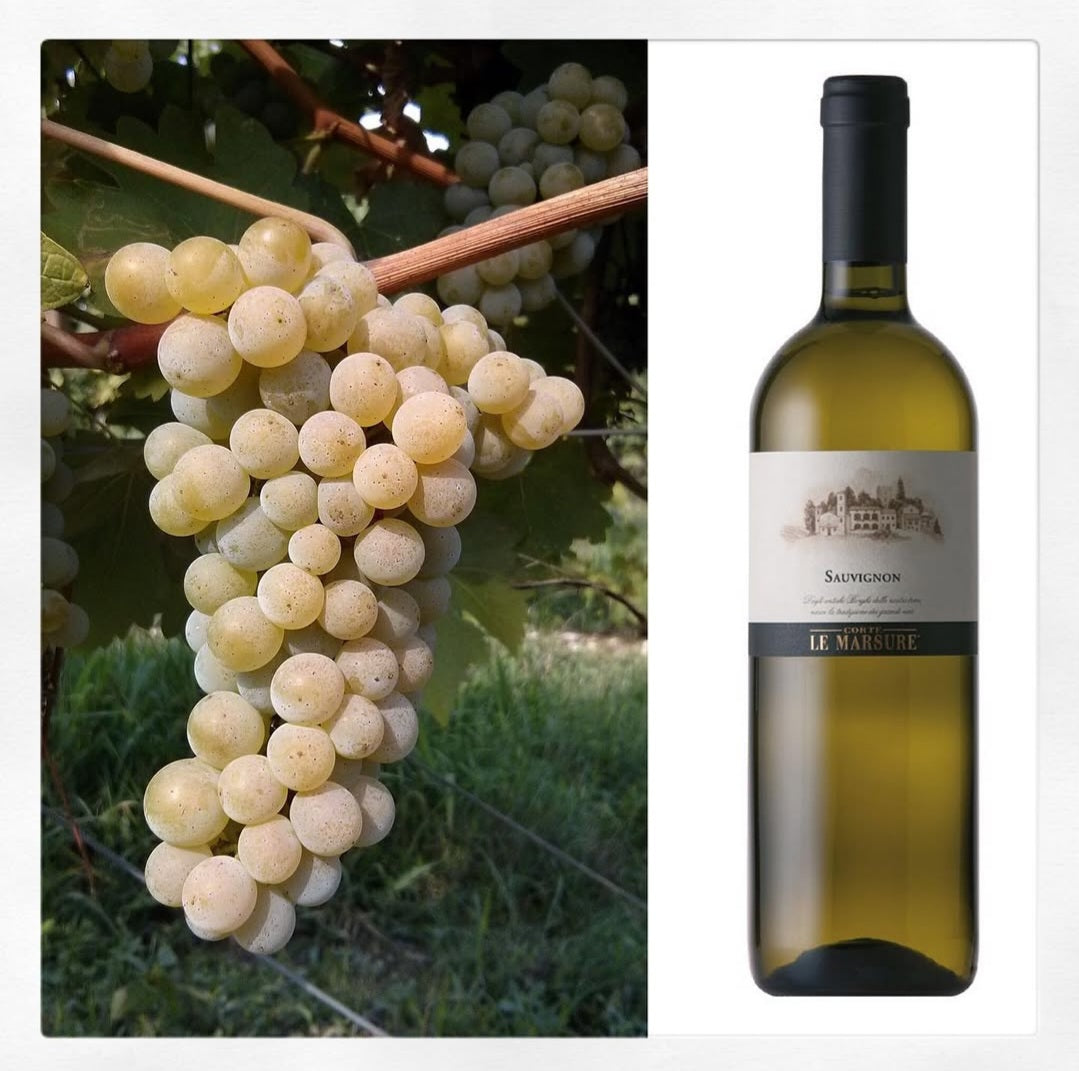 Tereza Raiz Sauvignon Blanc - 2025 Фриули-Венеция Джулия, " Le Marsure"